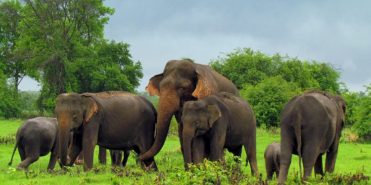 இலங்கையில் 2024 ஆண்டு வரையான காலப்பகுதியில்  197 யானைகள் உயிரிழப்பு!