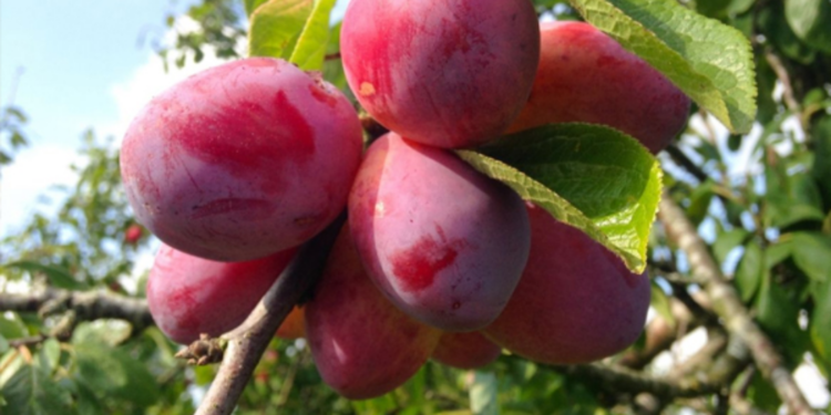 சிவப்பு நிற பழங்களில் உள்ள சத்துகள்!