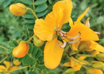 சரும அழகிற்கு ஆவாரம்பூ