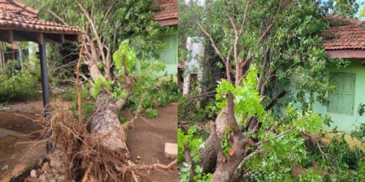 யாழில் பாடசாலை மீது முறிந்து விழுந்த வேப்பமரம்!