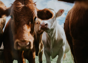 பிரித்தானியாவில் பரவும் புதிய வகை வைரஸ் தொடர்பில் எச்சரிக்கை!