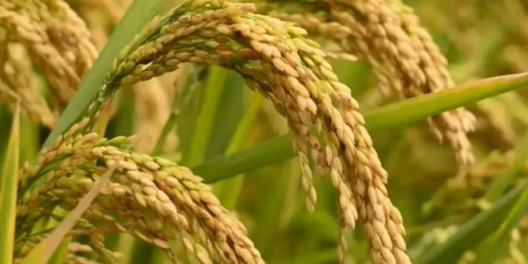 நெல் உற்பத்தியில் வீழ்ச்சி !