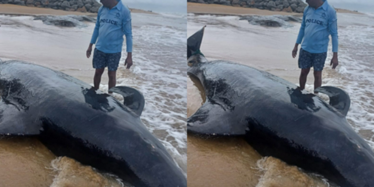 பாணந்துறை கடற்கரையில் கரையொதுங்கிய இராட்சத திமிங்கிலம்