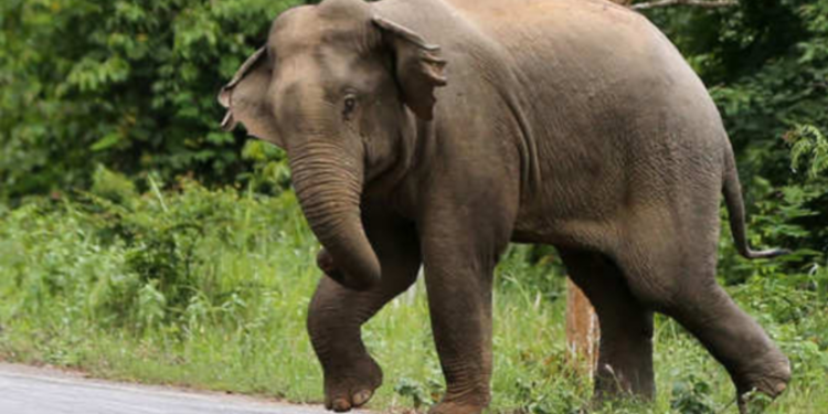 யானை தாக்கியதில் இராணுவ சிப்பாய் பலி!