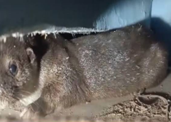 இலங்கையில் கண்டுபிடிக்கப்பட்ட அரிய வகை உயிரினம்!