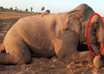 கண்ணீர் வடிக்கும் யானை!