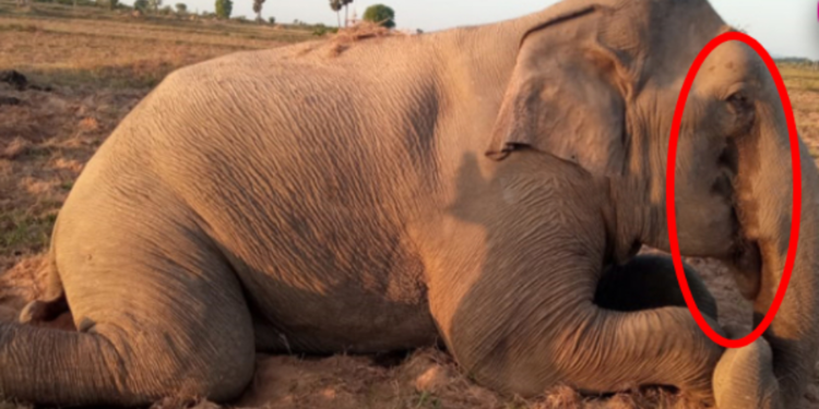 கண்ணீர் வடிக்கும் யானை!