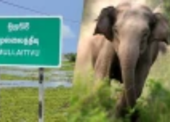 முல்லைத்தீவில் காட்டு யானை தாக்குதலுக்கு இலக்கான ஆசிரியர் பலி!