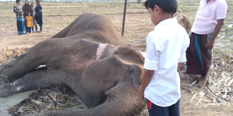 எட்டு நாட்களாக உயிருக்கு போராடிய யானை உயிரிழப்பு!