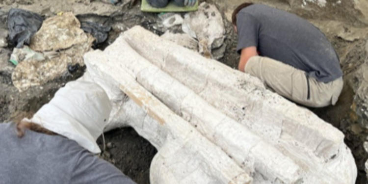 அல்பேட்டா மாகாணத்தில் பாரிய டைனோசர் தலையொன்று மீட்பு!