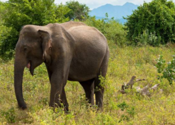காட்டு யானை தாக்கியதில் பெண் பலி!