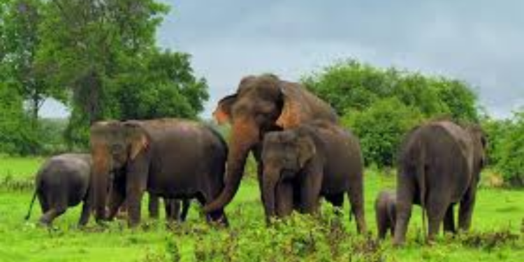 கடந்த  8 மாதங்களில் 239 யானைகள் உயிரிழப்பு!