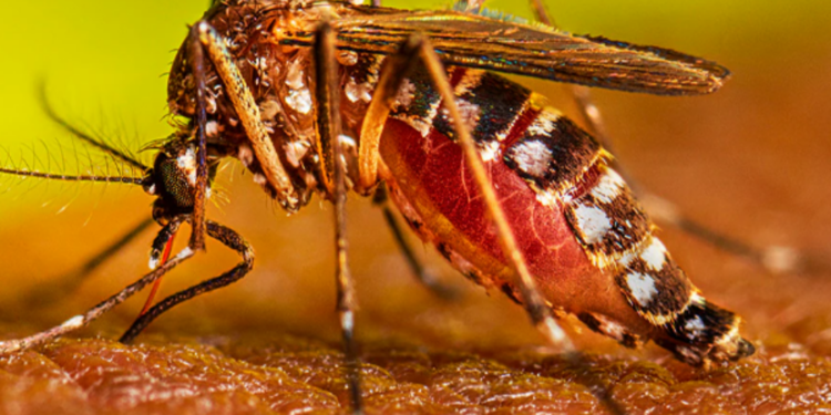 டெங்கு நோய் தொடர்பில் நாட்டு மக்களுக்கு எச்சரிக்கை!