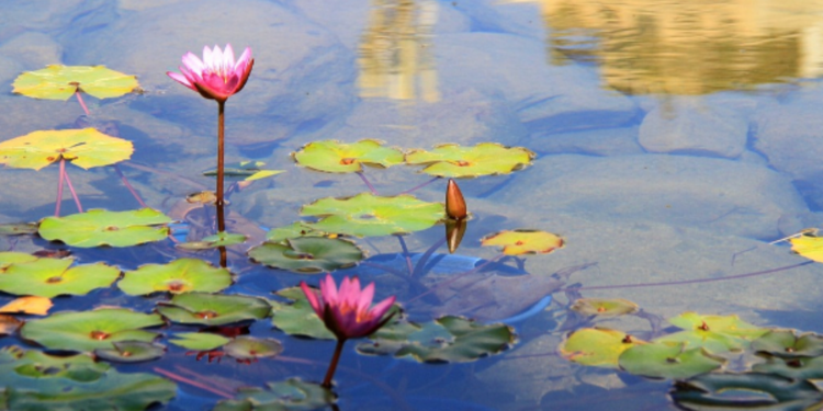 தாமரை மலர் பறிக்க சென்ற பெண் உயிரிழப்பு!