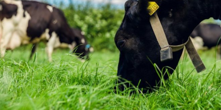 மாட்டுக்கு புல் அறுக்க சென்ற நபர் உயிரிழப்பு!