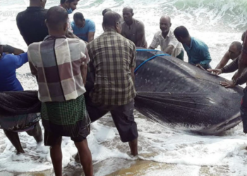 அம்பாறையில் உயிருடன் கைரையோதுங்கிய ராட்சத சுறா