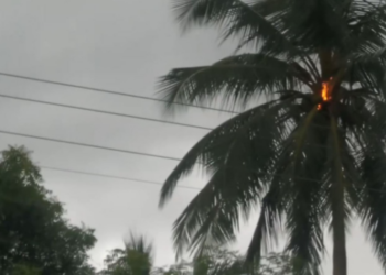 முல்லைத்தீவில் மின்னல் தாக்கியதில் தீ பற்றிய தென்னை மரம்!