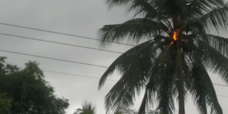 முல்லைத்தீவில் மின்னல் தாக்கியதில் தீ பற்றிய தென்னை மரம்!