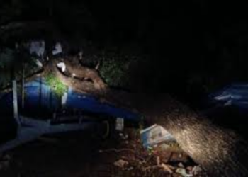 கிளிநொச்சியில் கடை ஒன்றின் மீது திடீரென  விழுந்த மரம்!