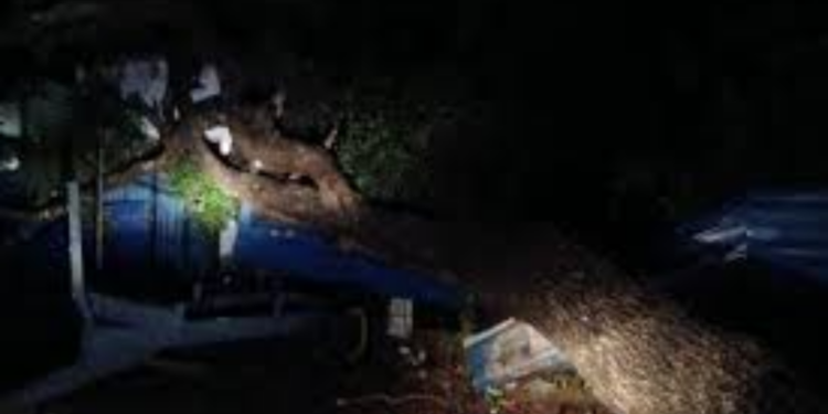 கிளிநொச்சியில் கடை ஒன்றின் மீது திடீரென விழுந்த மரம்!