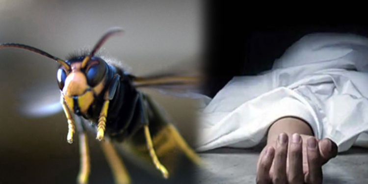 யாழில் குளவி கொட்டுக்கு இலக்கான இளைஞன் மரணம் !