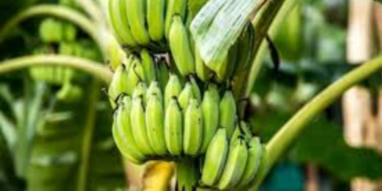 வாழைக்குலை பிரச்சினையால் பறிபோன உயிர்!