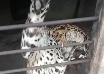 முல்லைத்தீவு புதுக்குடியிருப்பு பகுதியில் வீட்டிற்குள் புகுந்த சிறுத்தை புலி!