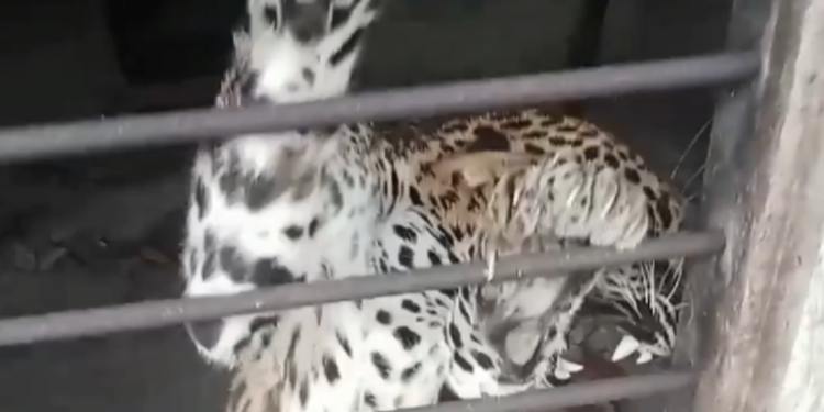 முல்லைத்தீவு புதுக்குடியிருப்பு பகுதியில் வீட்டிற்குள் புகுந்த சிறுத்தை புலி!