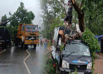 வேருடன் குடை சாய்ந்த மரம்