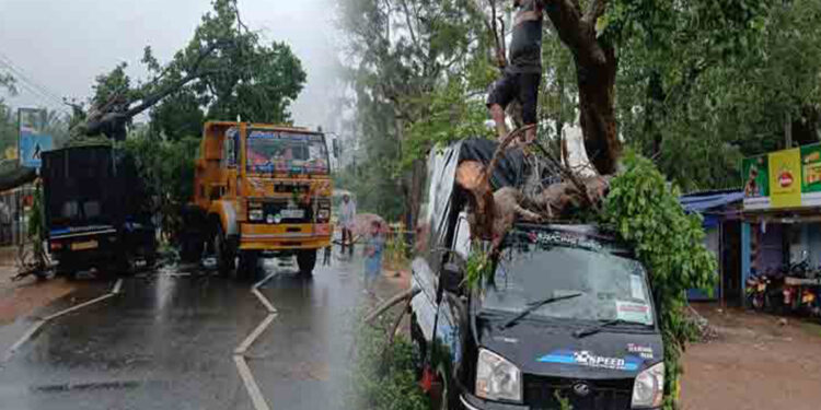 வேருடன் குடை சாய்ந்த மரம்