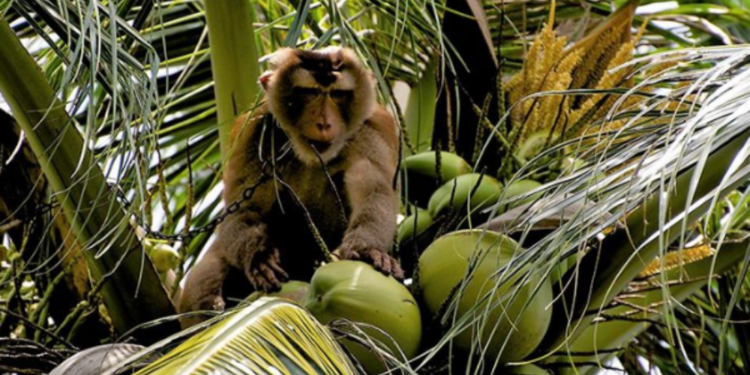 குரும்பை விழுந்ததில் நபர் ஒருவர்  பலி!