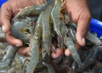 வெள்ளத்தால் அடித்து செல்லப்பட்ட இறால் பண்ணை!