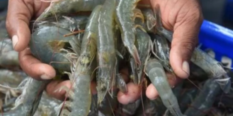 வெள்ளத்தால் அடித்து செல்லப்பட்ட இறால் பண்ணை!