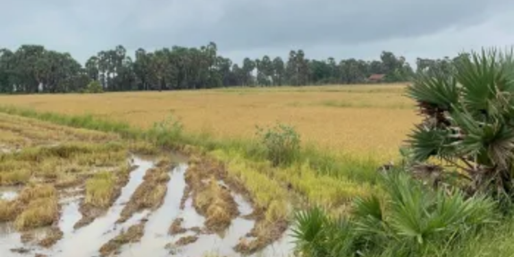 சீரற்ற காலநிலையால் மன்னாரில் விவசாய செய்கை பாதிப்பு!