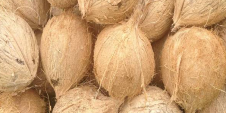 சதொச ஊடாக விற்கப்படும் தேங்காய் தொடர்பில் வெளியாகிய செய்தி!