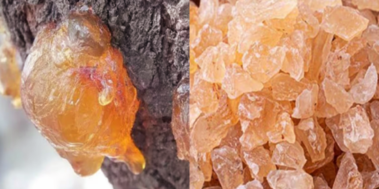 மருத்துவ குணம் கொண்ட பாதாம் பிசின்!