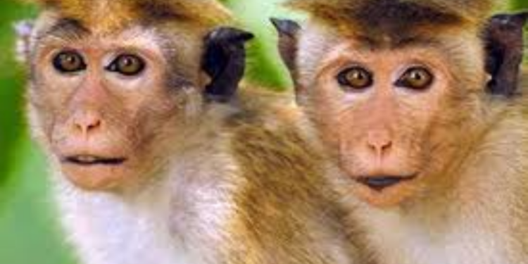 குரங்குகளுக்கு கருத்தடை!