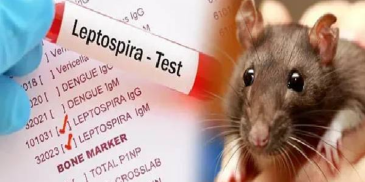 யாழில் எலிக்காய்ச்சல் நோயாளர்கள் எண்ணிக்கை அதிகரிப்பு!