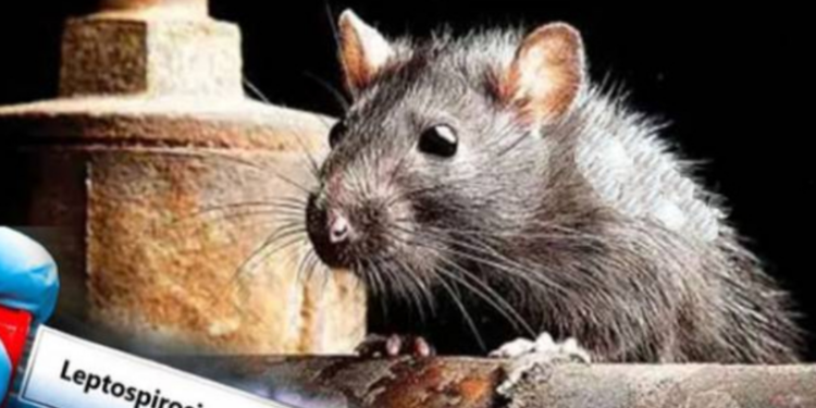 யாழில் எலிக் காய்ச்சலால்  110 பேர் பாதிப்பு!