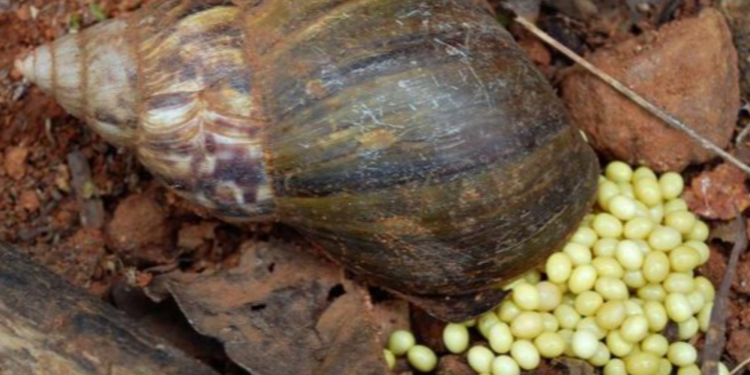 வடக்கை நோக்கி படையெடுக்கும் நத்தைகள் நெருங்கும் ஆபத்து!