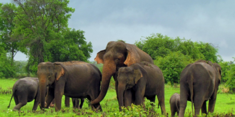 2024 ஆம் ஆண்டில் மாத்திரம் மின்சாரம் தாக்கி பலியான யானைகள்!