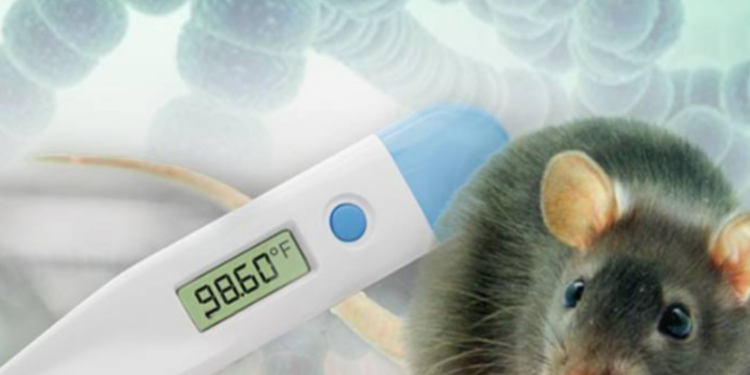 யாழில் எலிக் காய்ச்சலால் பாதுக்கப்பட்ட இருவர் அவசர சிகிச்சை பிரிவில் !