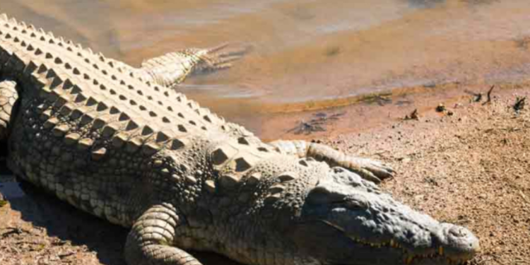 பானை கழுவ சென்ற பெண்ணை இழுத்து சென்ற முதலை!