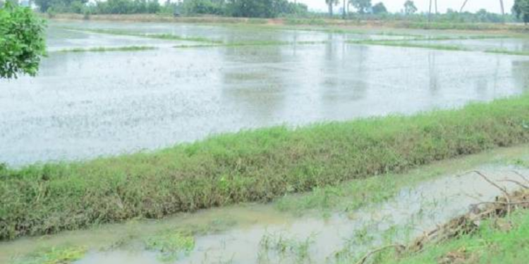 நடப்பாண்டிற்கான சிறுபோக நஷ்ட ஈடு தொடர்பான அறிவித்தல்!