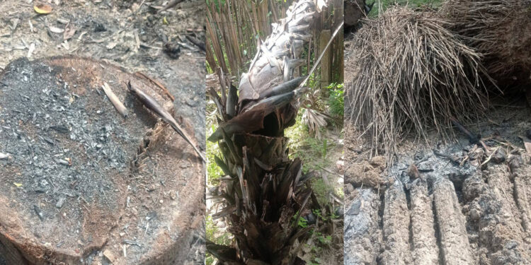 யாழ் சாவகச்சேரியில் சட்டவிரோத பனை தறிப்பு அதிகரிப்பு!