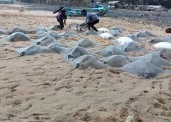 முல்லைத்தீவு மீனவருக்கு கிடைத்த அதிஷ்டம் !