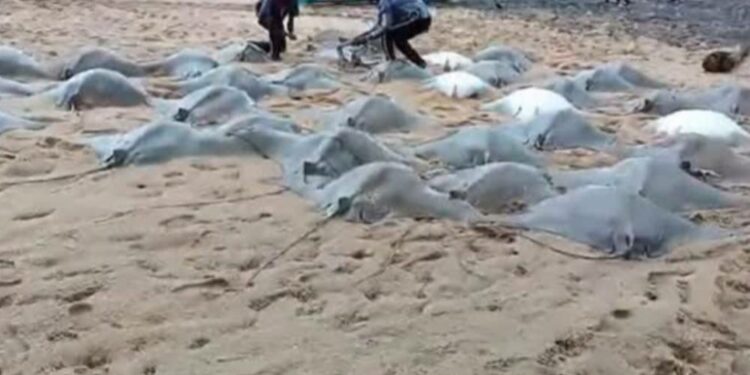 முல்லைத்தீவு மீனவருக்கு கிடைத்த அதிஷ்டம் !