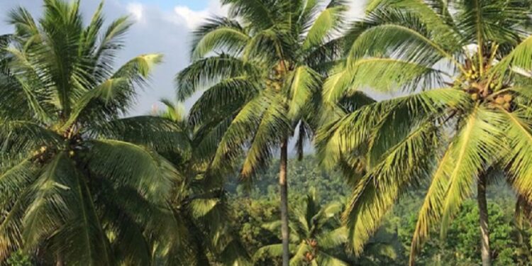 தென்னைமரம் தறிக்க முன் அனுமதி பெற வேண்டும்!