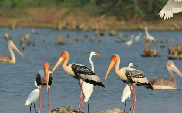 கொழும்பு பேர வாவியில் உயிரிழக்கும் பறவைகள்