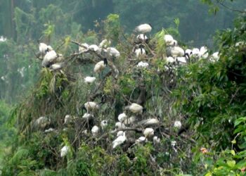 மட்டக்களப்பிற்கு வந்துள்ள வலசைப் பறவைகள்